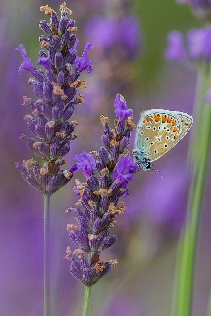 Esparcetteblauwtje_Polyommatus thersites cf