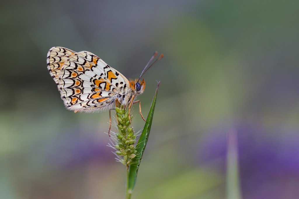 Knoopkruidparelmoervlinder_Melitaea phoebe