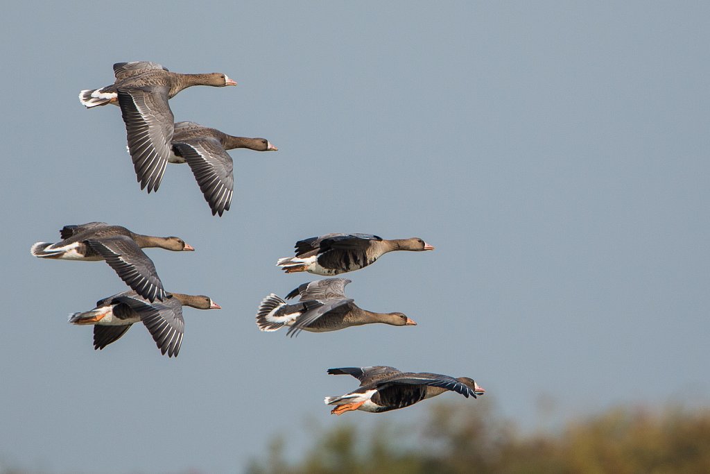Kolgans_Branta albifrons