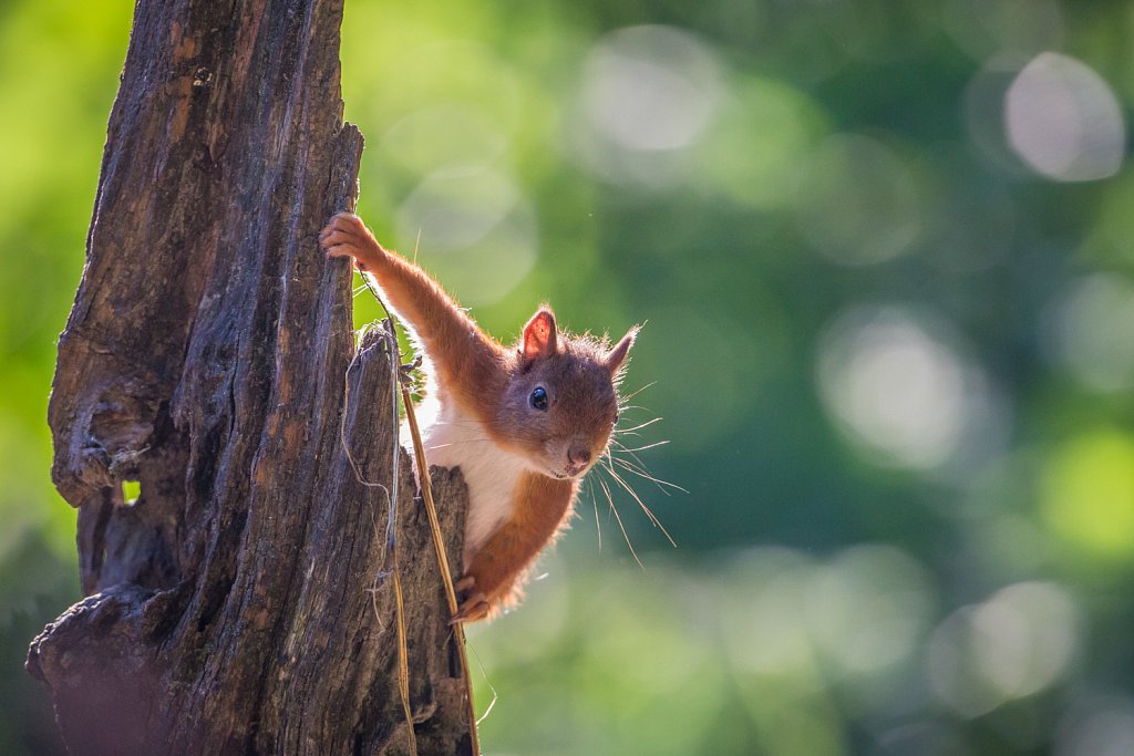 Gewone eekhoorn_Sciurus vulgaris