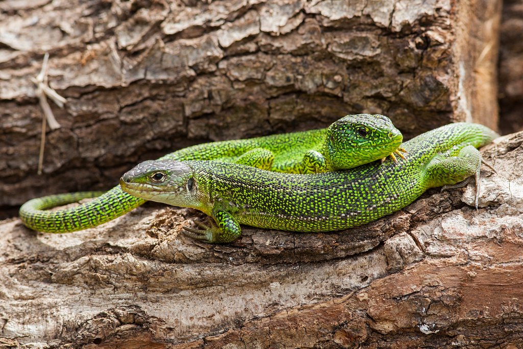 Westelijke smaragdhagedis_Lacerta bilineata