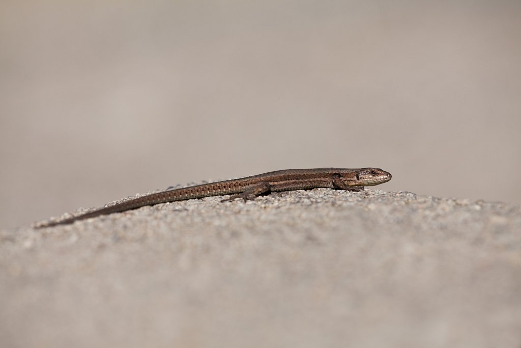 Muurhagedis_Podarcis muralis