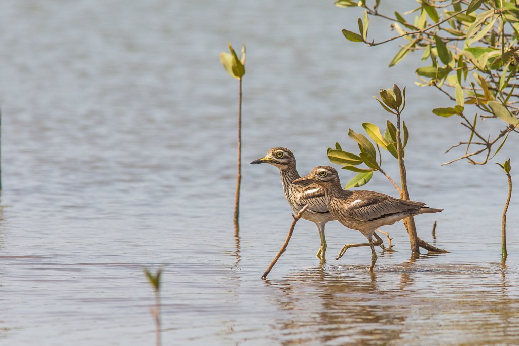 Senegal thick-knee_Senegalese griel_Burhinus senegalensis