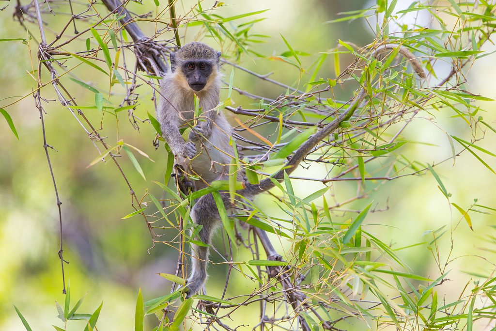 Gambia