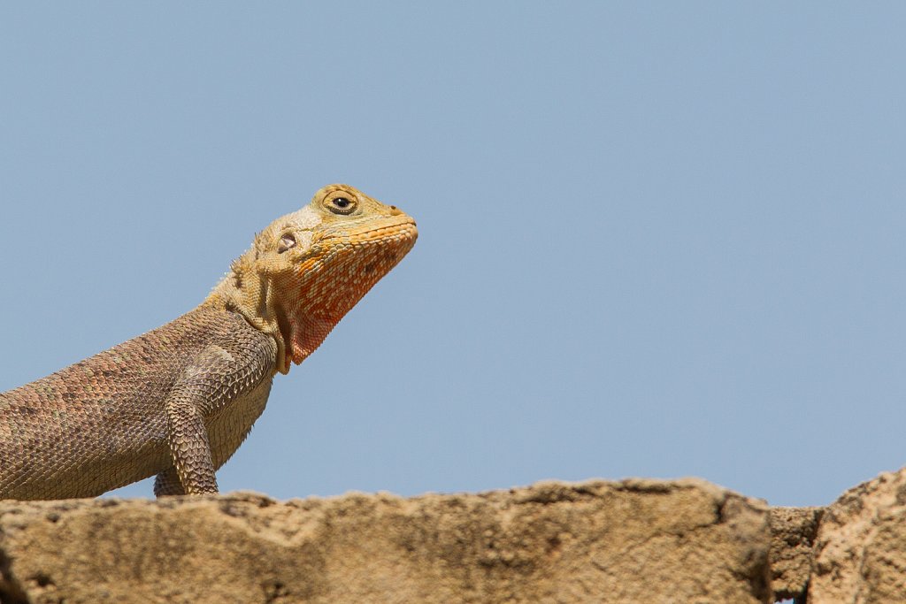 Kolonisten agama_Agama agama