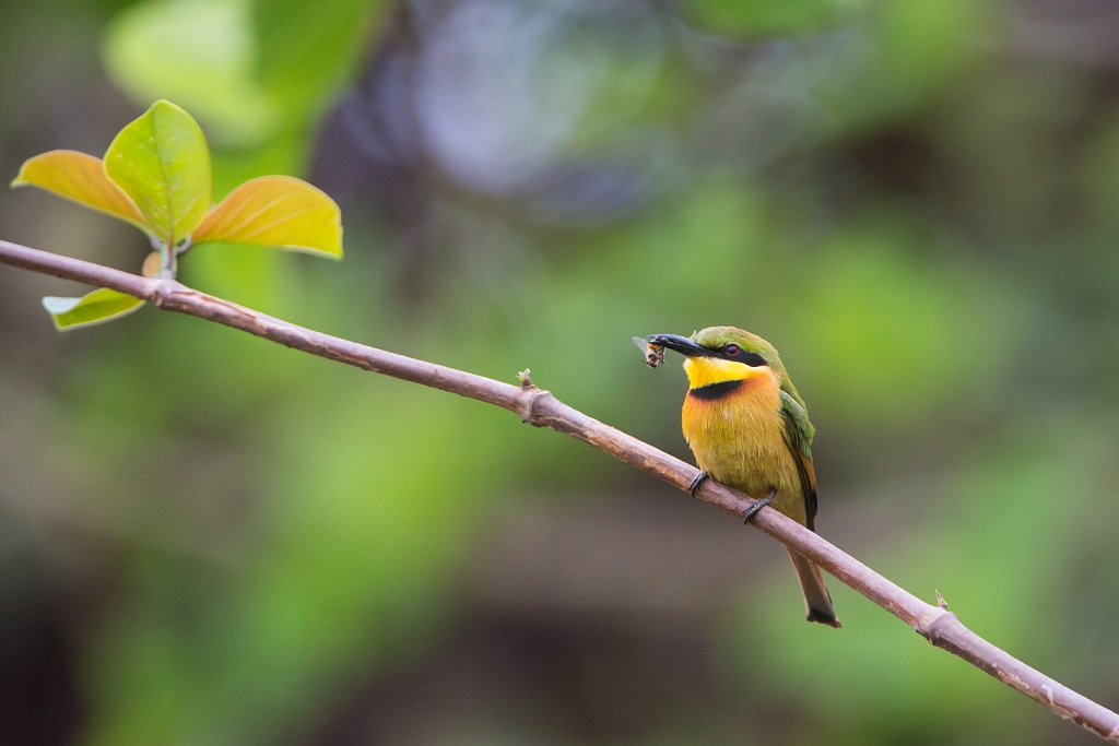 Little bee-eater_Dwergbijeneter_Merops pusillus