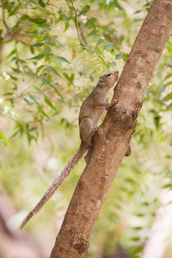 Kleine zonne-eekhoorn_Heliosciurus gambianus