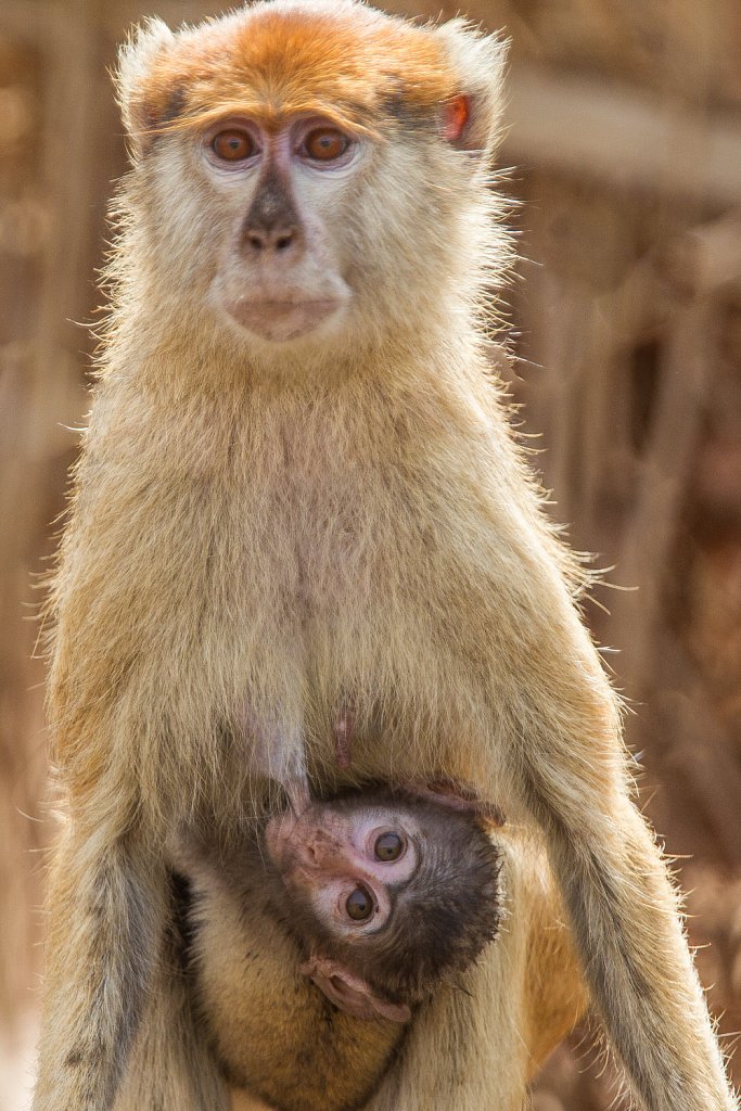 Patas monkey_Huzaaraap_Erythrocebus patas