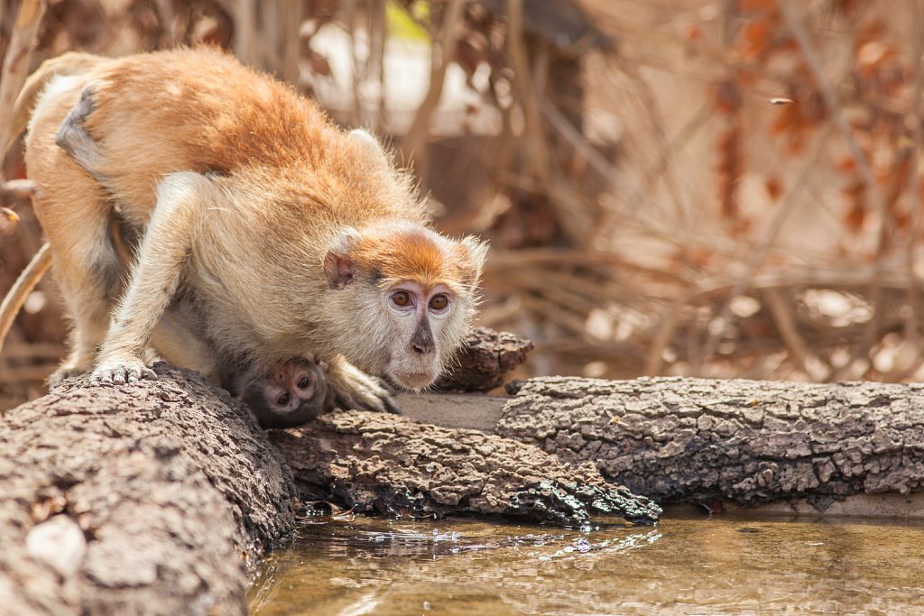 Patas monkey_Huzaaraap_Erythrocebus patas