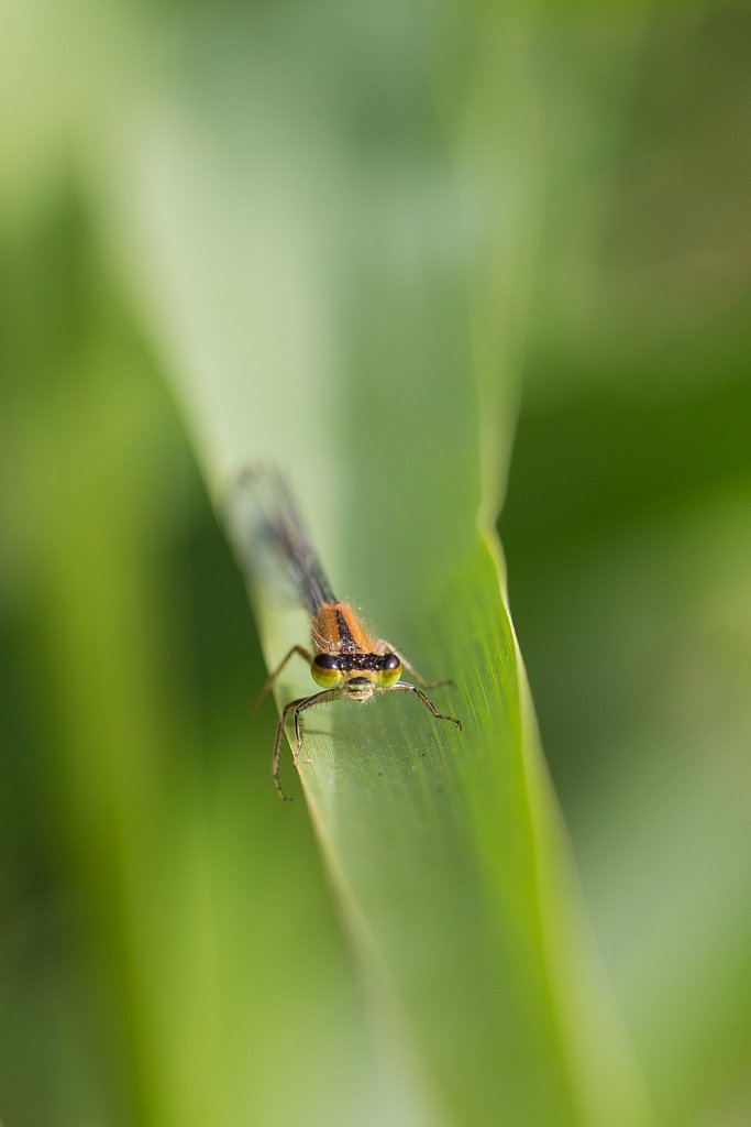 Tengere grasjuffer_Ischnura pumilio forma aurantiaca