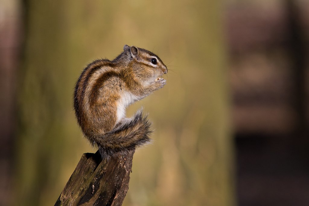 Aziatische grondeekhoorn_Tamias sibiricus