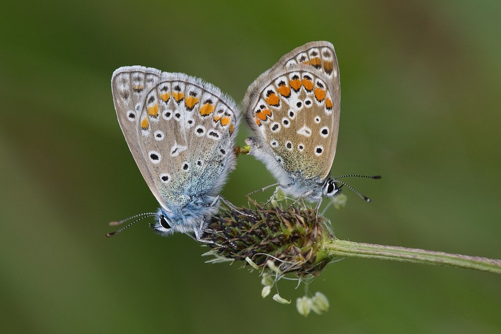 Icarusblauwtjes _Polyommatus icarus