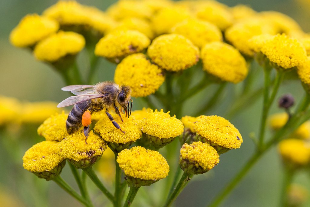 Zijdebij sp_Colletes sp-