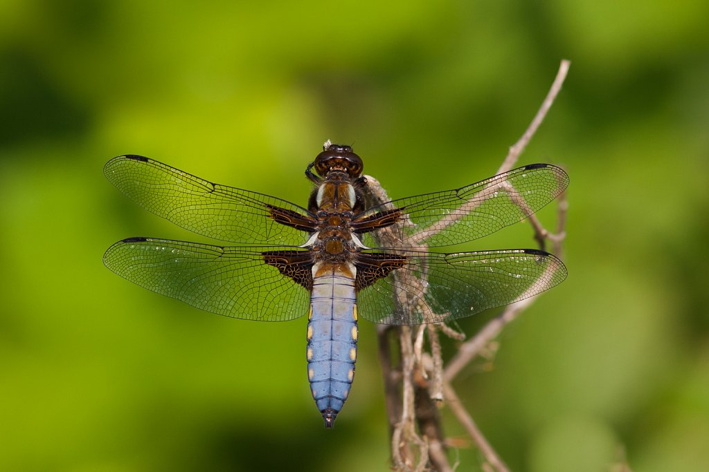 Platbuik_Libelulla depressa