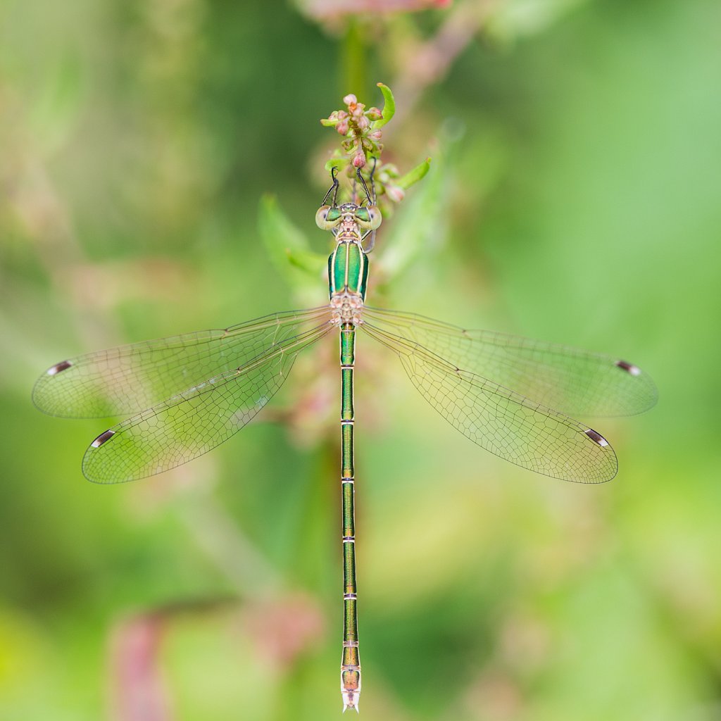 Zwervende pantserjuffer_Lestes barbarus