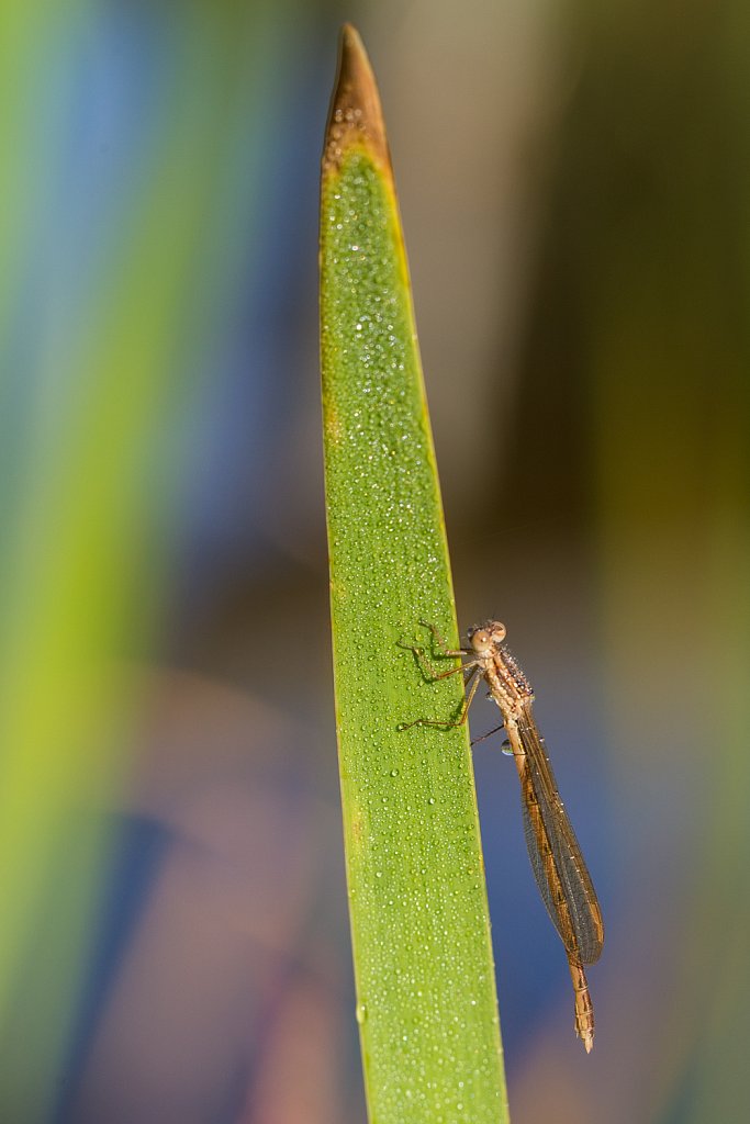 Bruine winterjuffer_Sympecma fusca