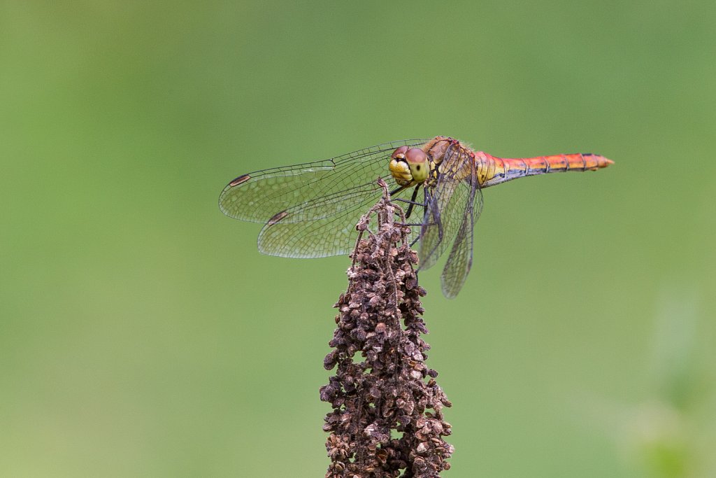 Bloedrode heidelibel_Sympetrum sanguineum_vrouwtje-