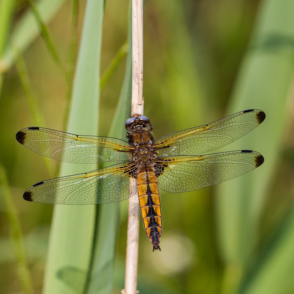 Bruine korenbout_Libellula fulva-