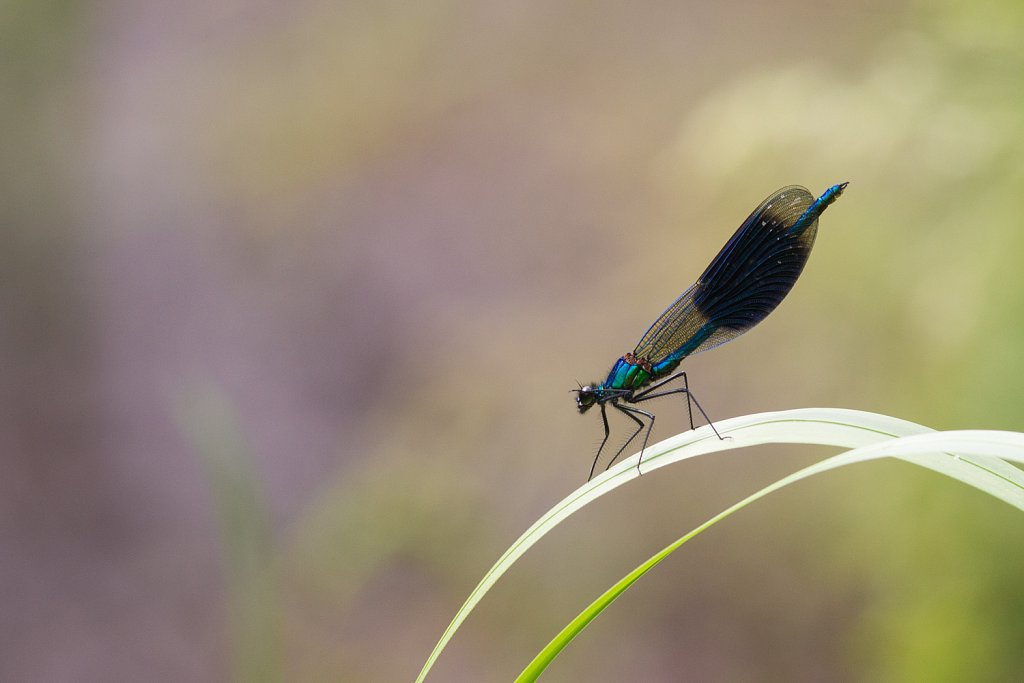 Weidebeekjuffer_Calopteryx splendens