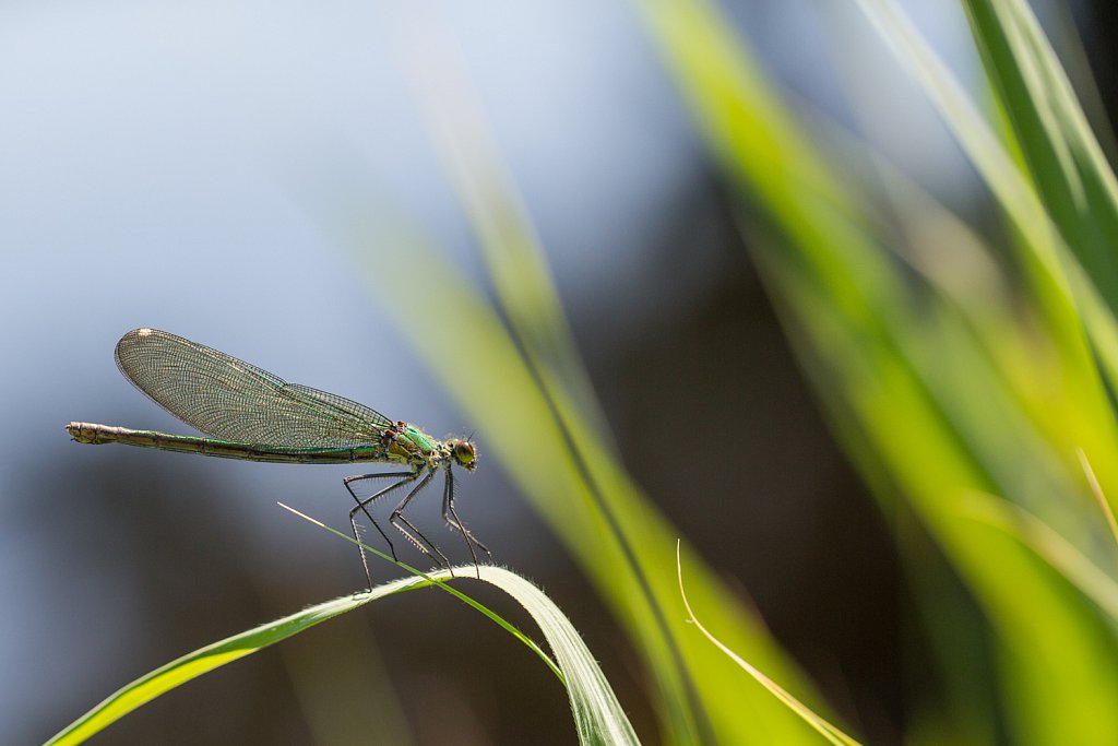 Weidebeekjuffer_Calopteryx splendens