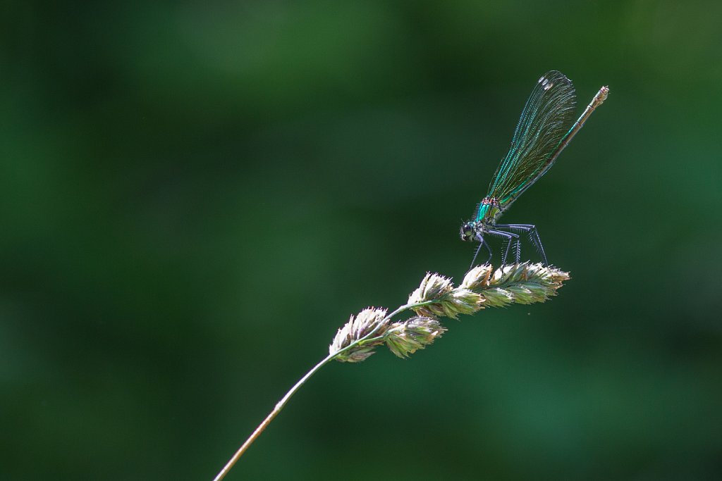 Weidebeekjuffer_Calopteryx splendens