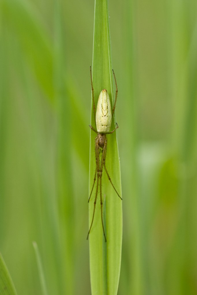 Strekspin_Tetragnatha extensa