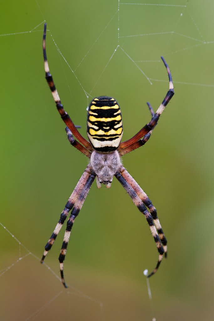 Wespenspin_Argiope bruennichi-