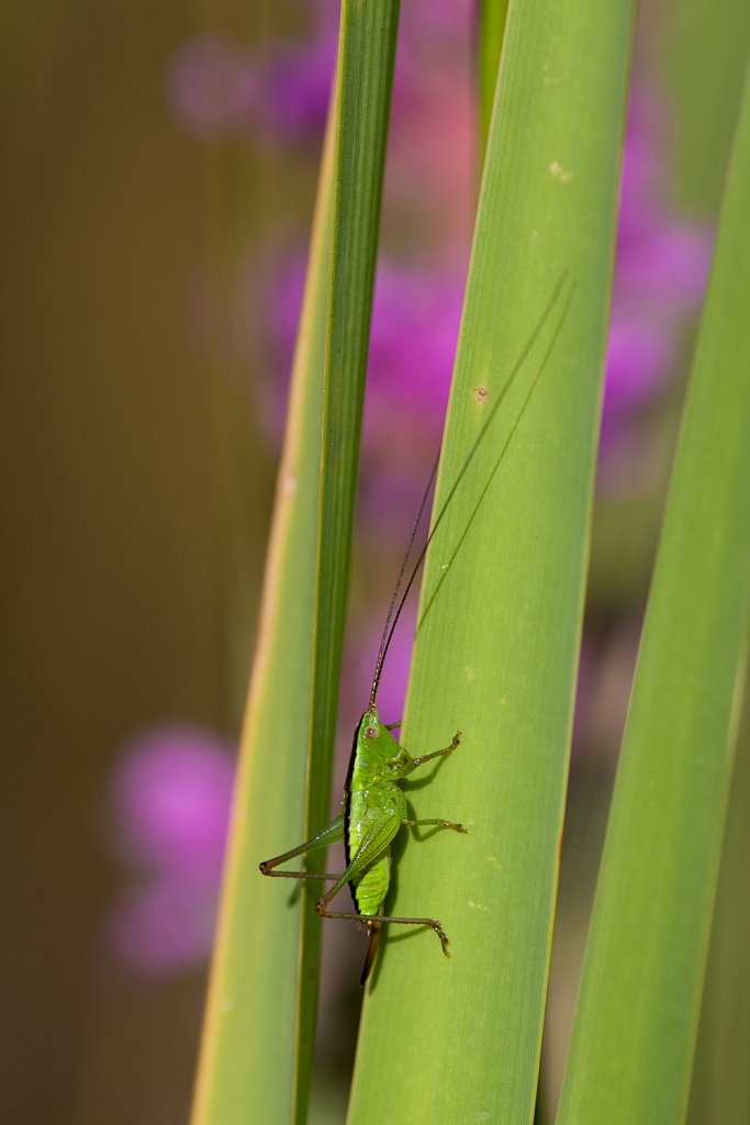 Gewoon spitskopje_Conocephalus dorsalis_vrouwtje