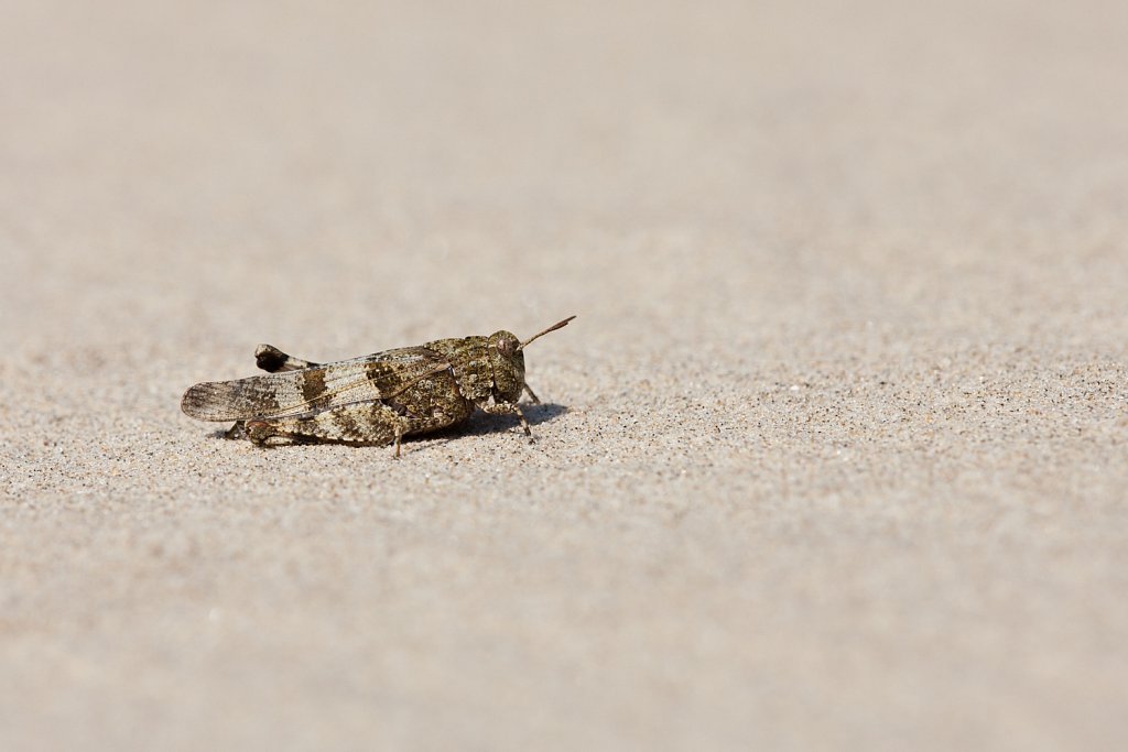 Blauwvleugelsprinkhaan_Oedipoda caerulescens