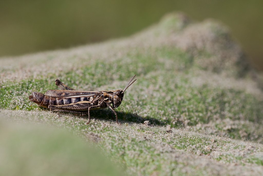  Chorthippus sp_biguttulus groep_vrouwtje