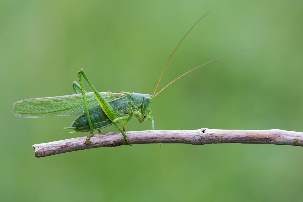 Grote groene sabelsprinkhaan_Tettigonia viridissima