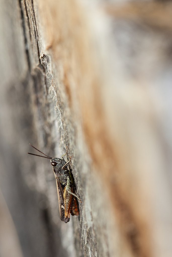 Negertje_Omocestus rufipes_man