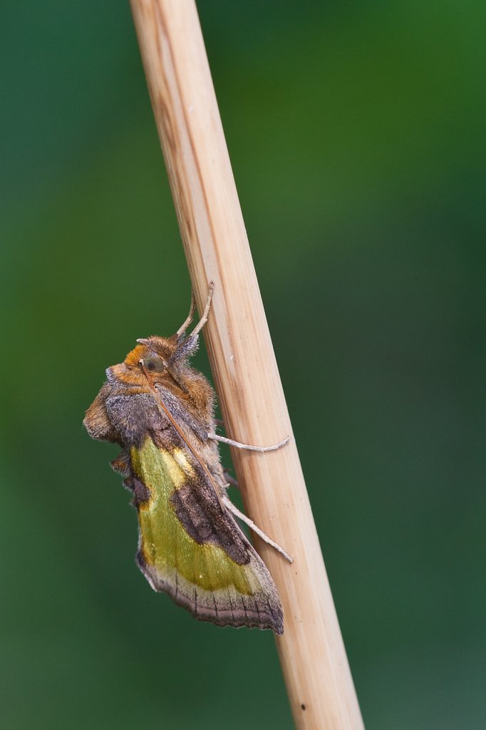 Koperuil_Diachrysia chrysitis