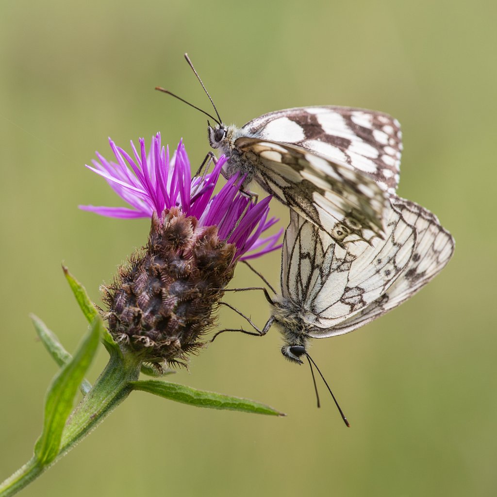 Dambordje_Melanargia galathea