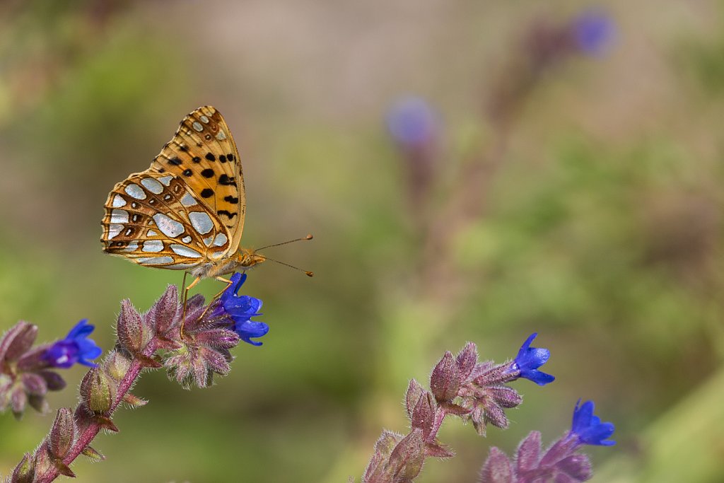 Kleine parelmoervlinder_Issoria lathonia