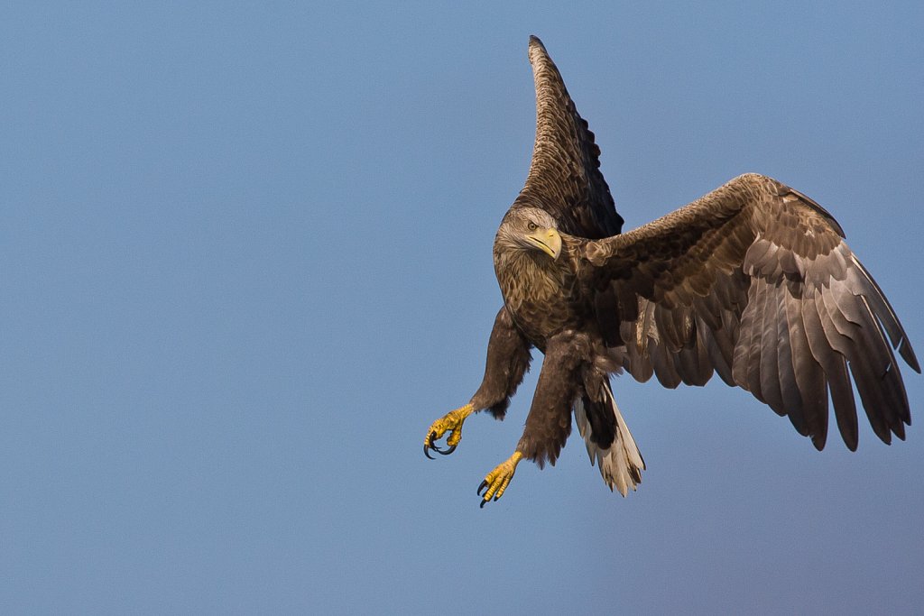 Vogels buitenland