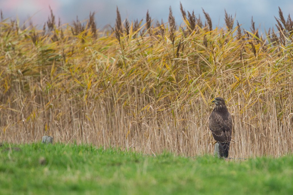 Buizerd_Buteo buteo