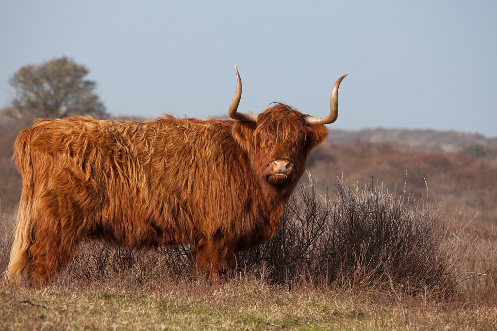 Schotse hooglander