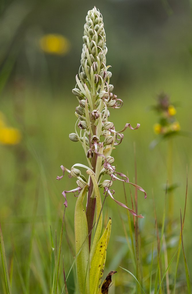 Bokkenorchis_Himantoglossum hircinum