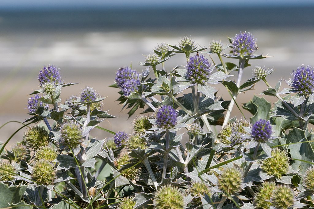 Blauwe zeedistel_Eryngium maritimum