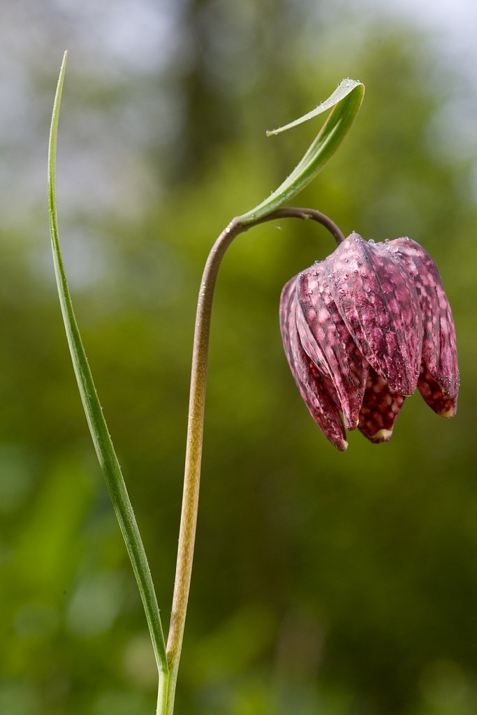 Wilde kievitsbloem_Fritillaria meleagris