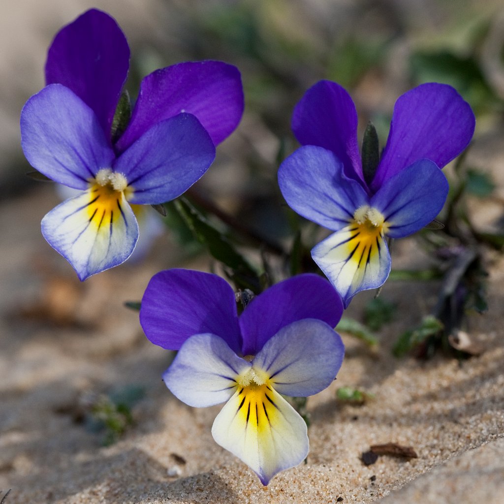 Duinviooltje_Viola tricolor-