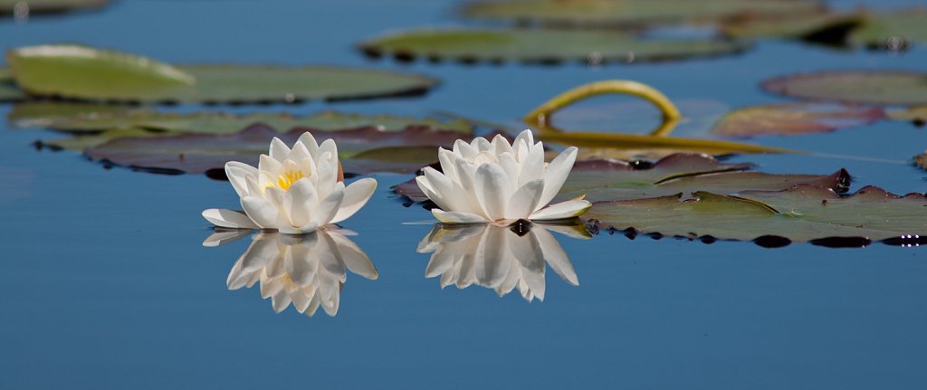 Witte waterlelie_Nymphaea alba_bloeiwijz