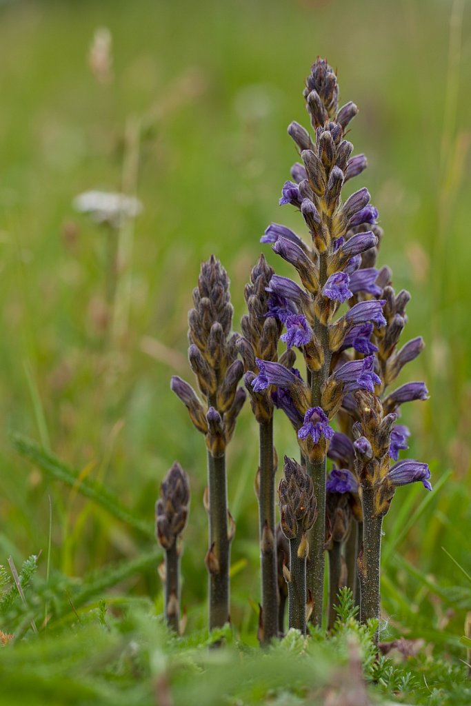 Blauwe bremraap_Orobanche purpurea