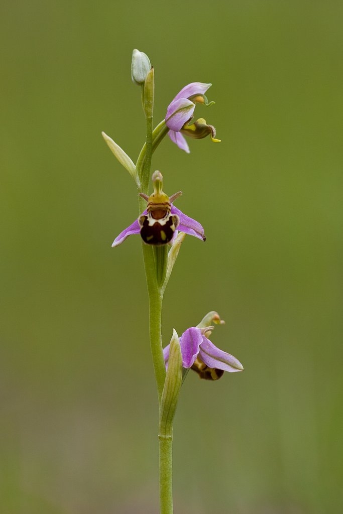 Bijenorchis_Ophrys apifera