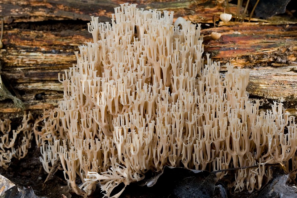 Kroontjesknotszwam_Arthomyces pyxidatus-