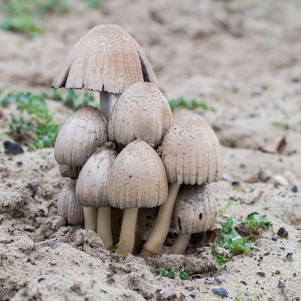 Grote kale inktzwam_ Coprinus atramentarius