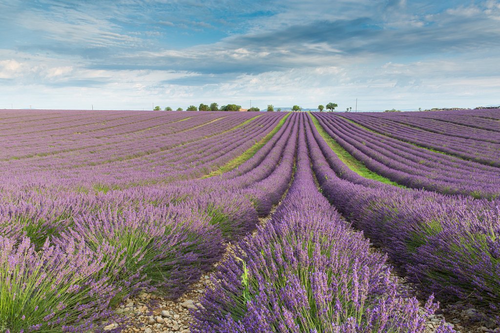 Lavendelveld