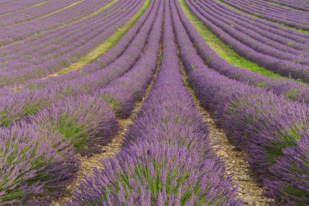 Lavendelveld