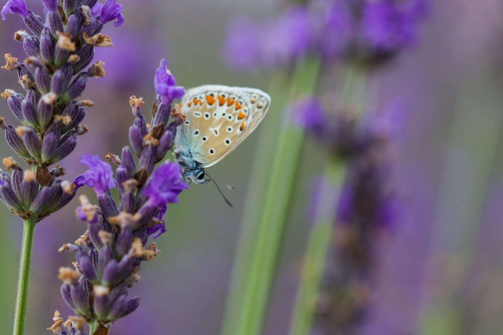 Esparcetteblauwtje_Polyommatus thersites cf